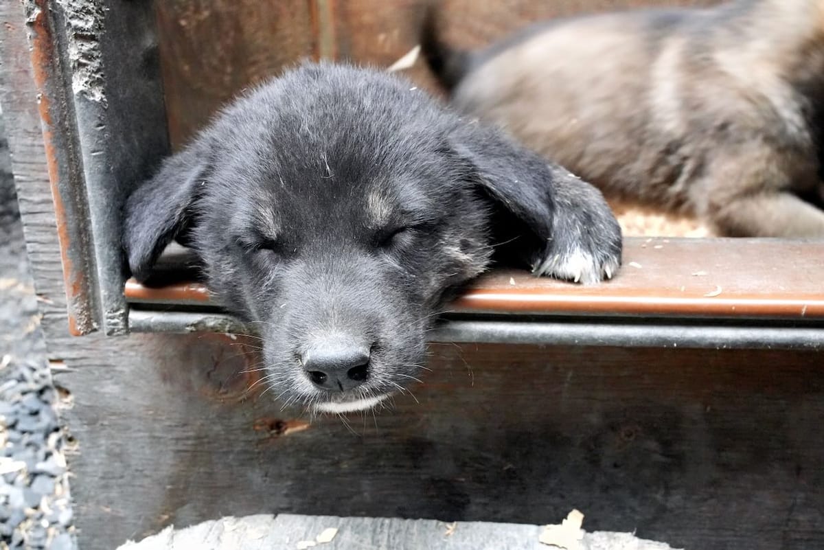 Puppies, Puppies, Puppies!