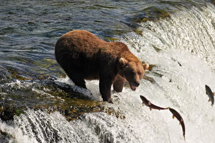 Too close to a bear?